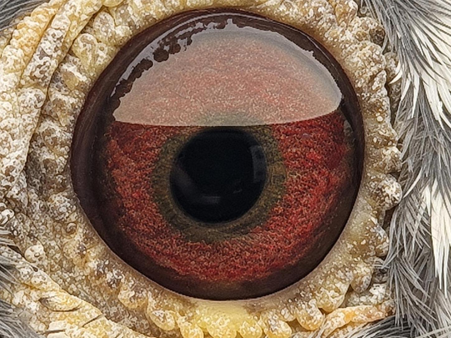 Pigeon eye